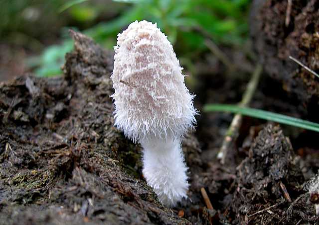 2005 :  Un anno di funghi